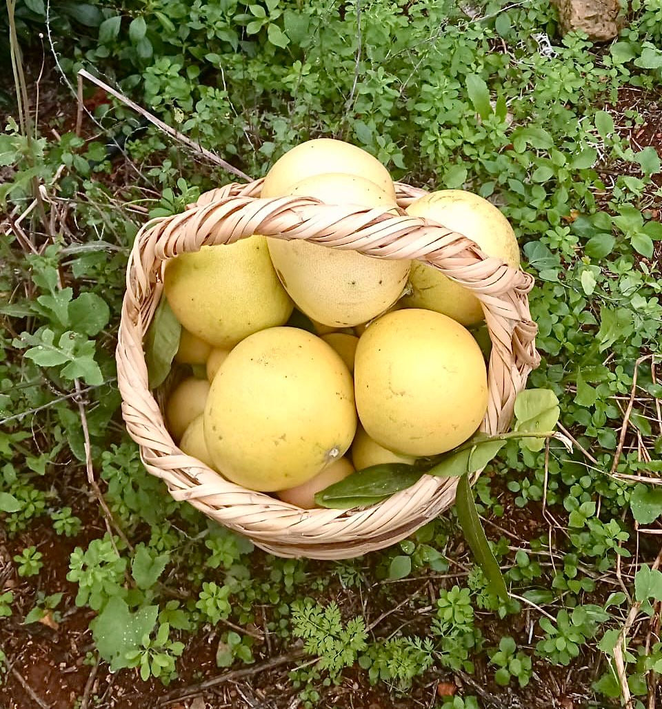 Pink Pomelo per 1kg