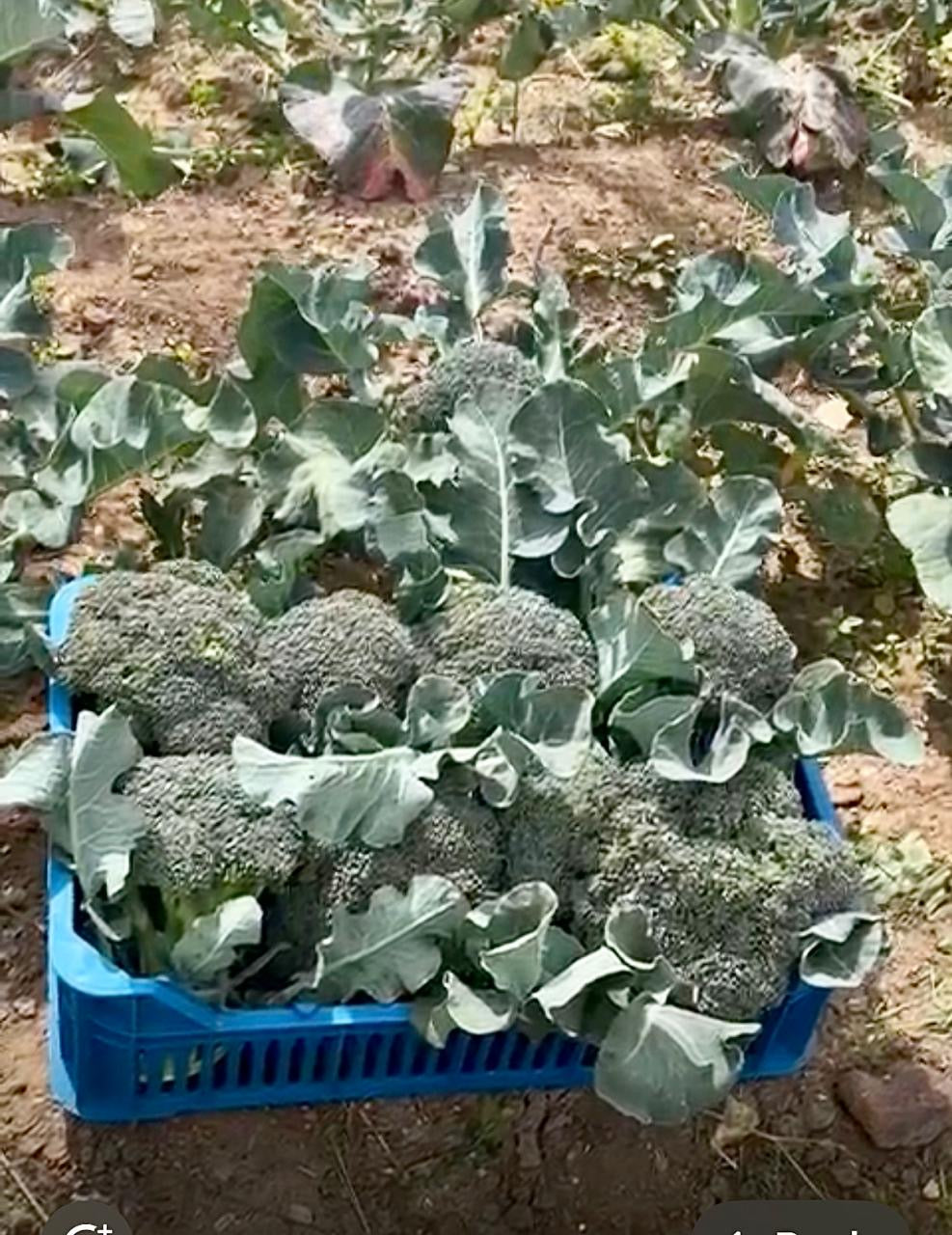 Broccoli per kg