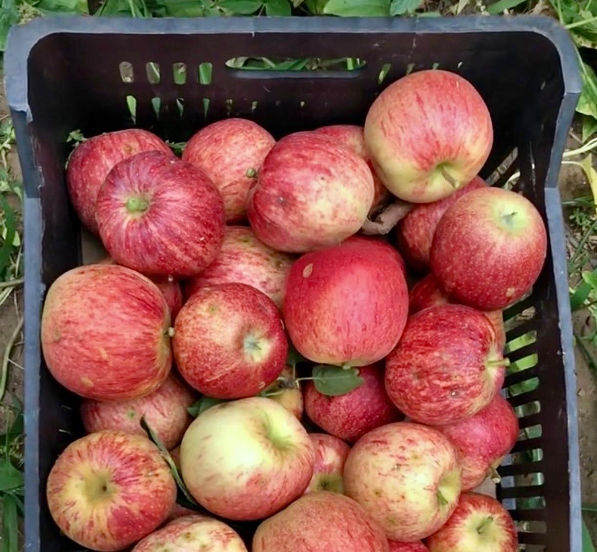 Red Apples per 1kg