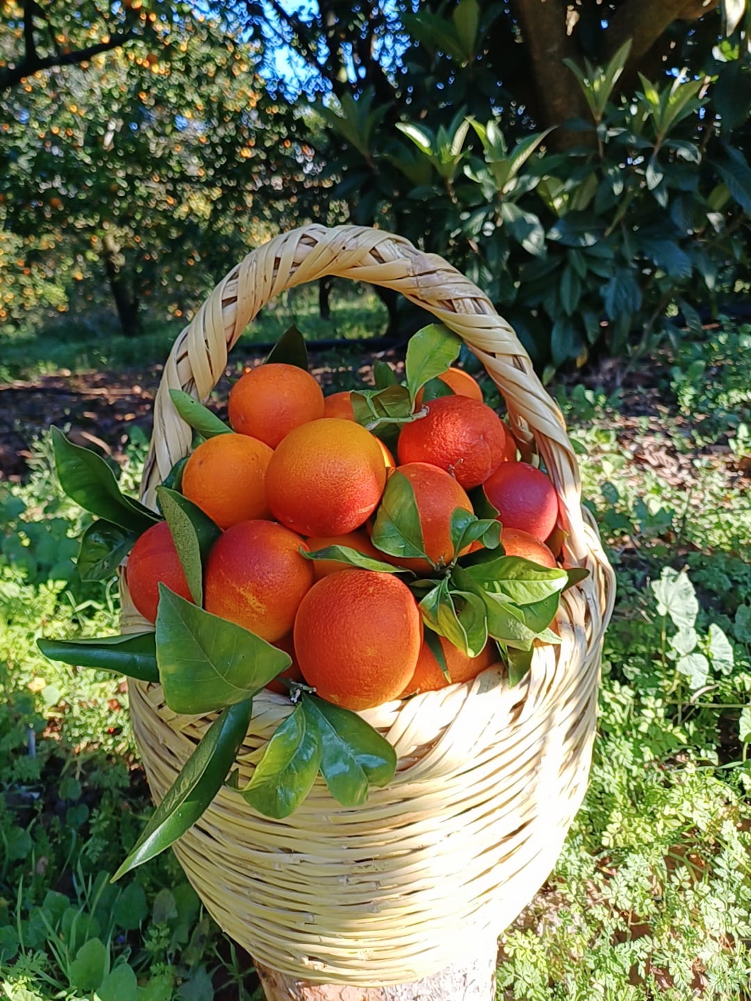 Morro Orange per 1kg