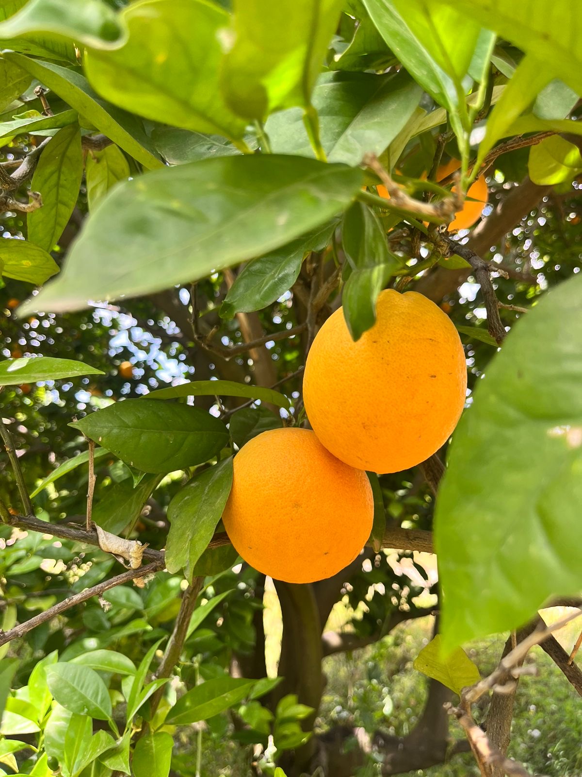Valencia Orange per Kg