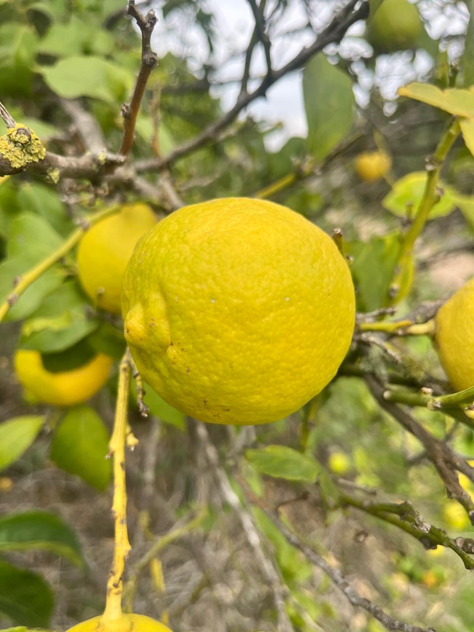 Lemon per 1kg
