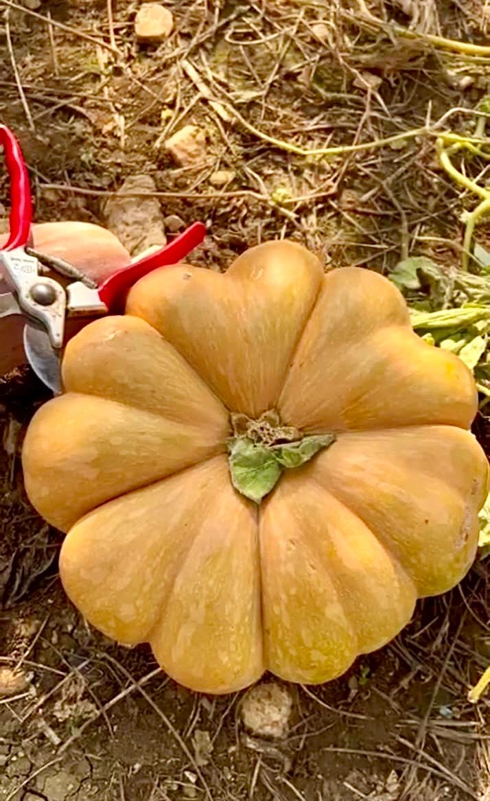 Pumpkin per 1kg