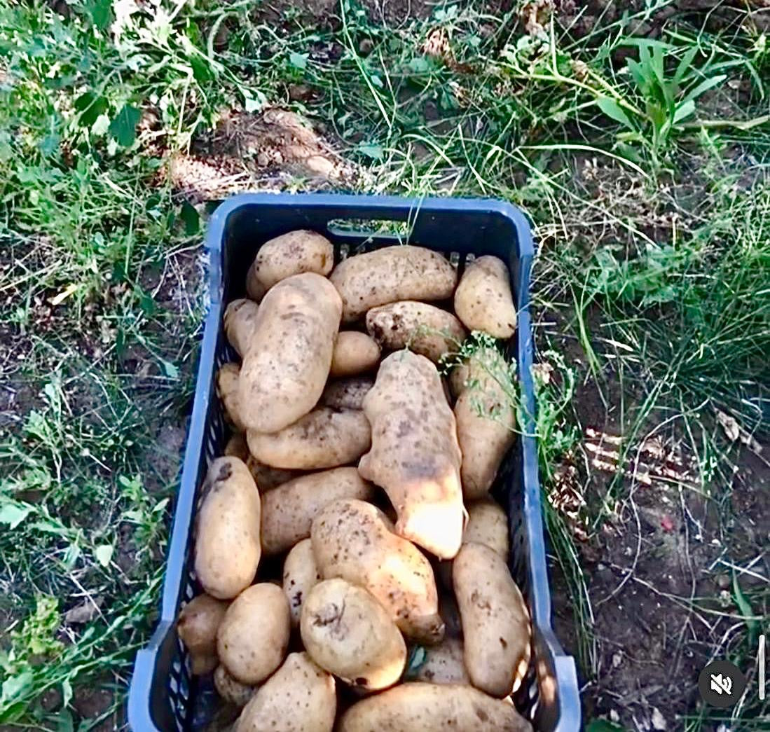 Potato per 1kg