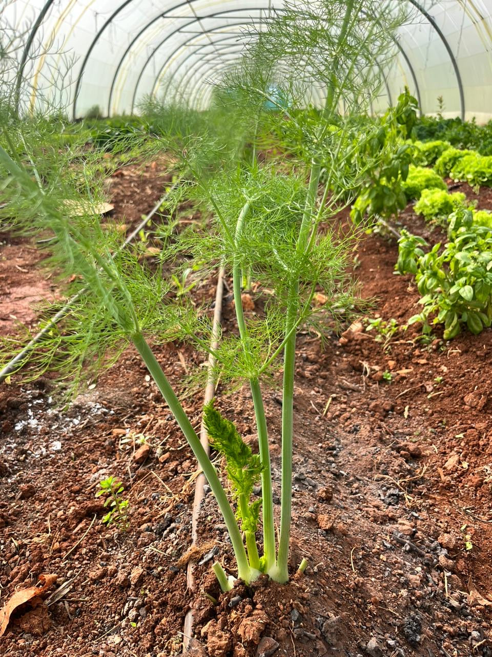 Fennel per Bunch