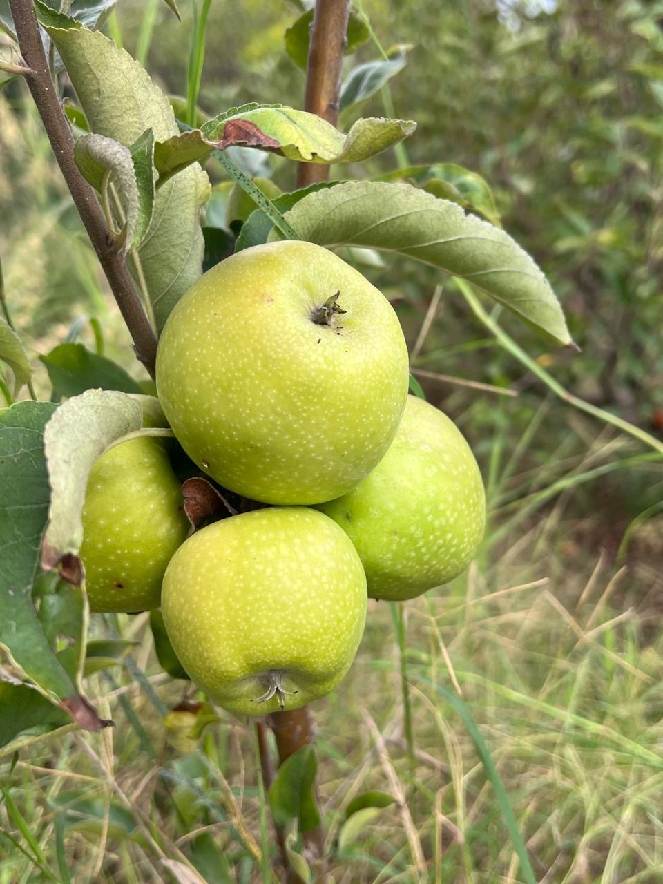 Green Apple per 1kg