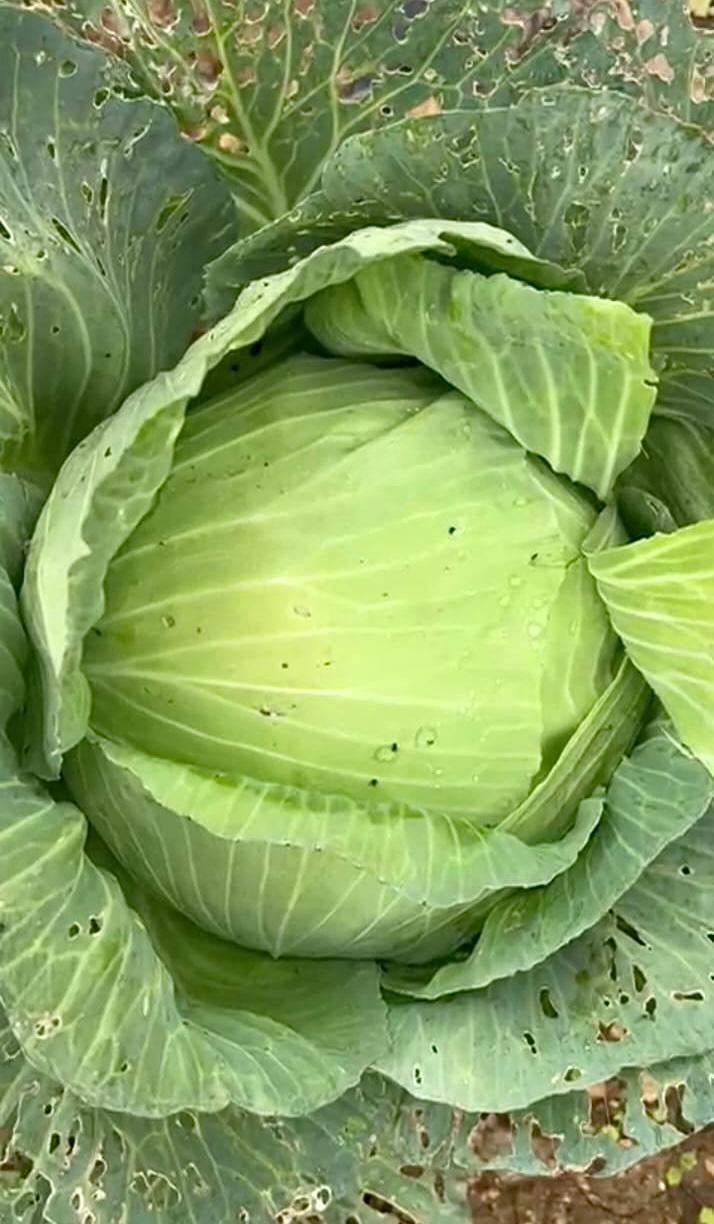 Cabbage per 1kg