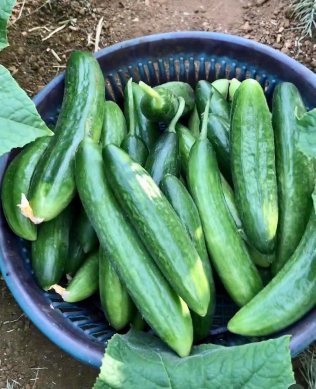 Cucumber per 1kg