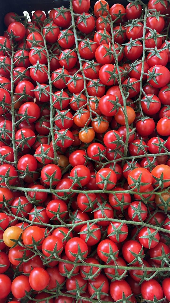 Hanging Tomato per 1kg