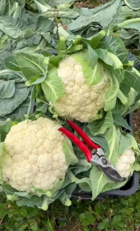 Cauliflower per 1kg