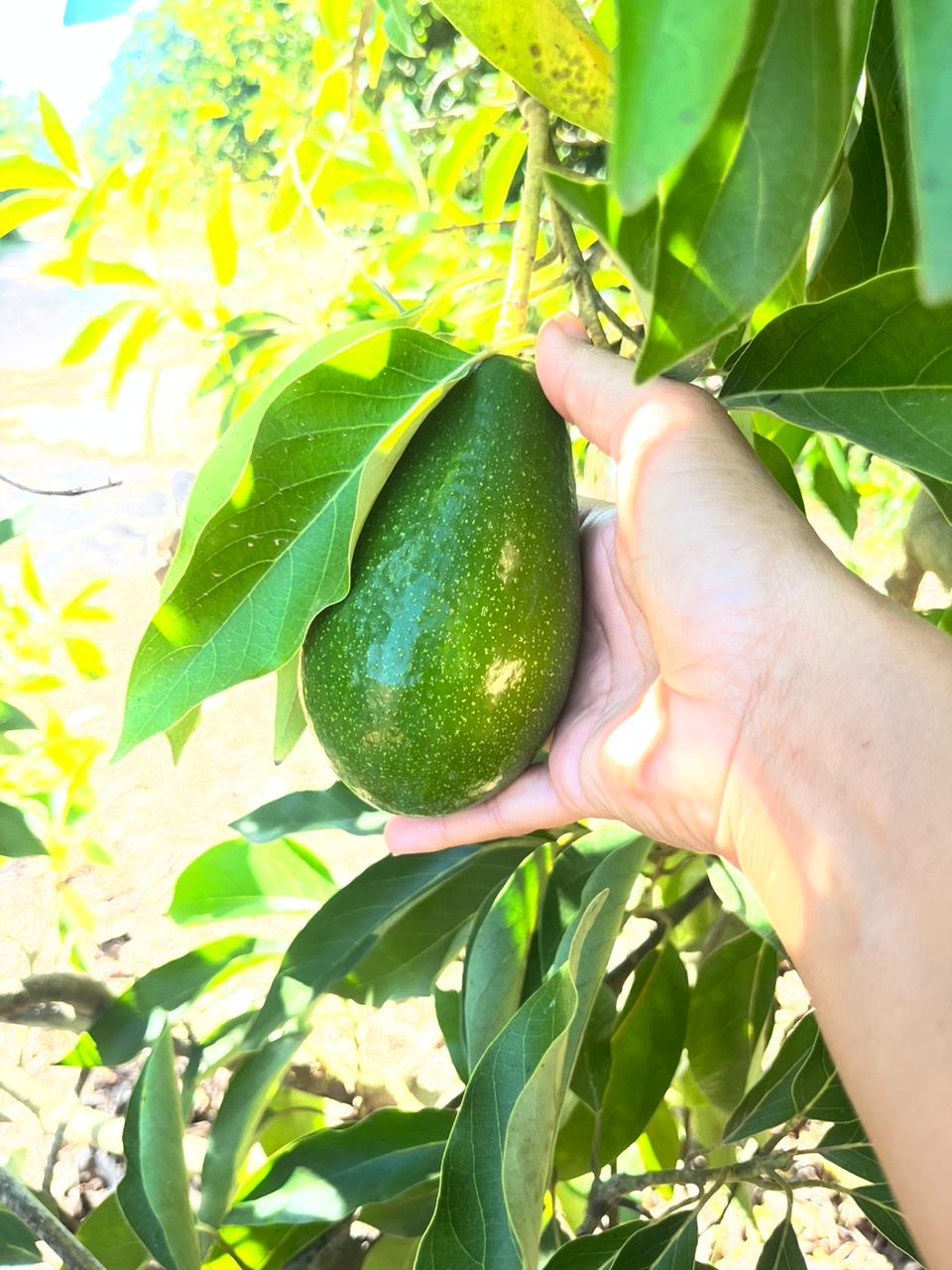 Fuerte Avocado