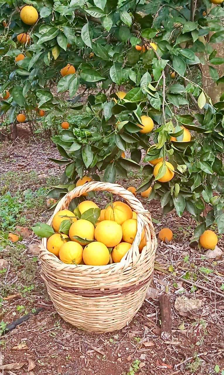 Navel Orange per 1kg