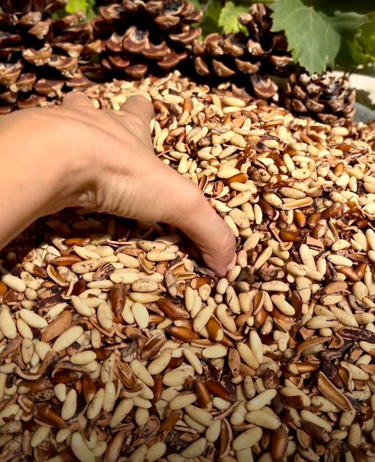 Pine Nuts per 500g