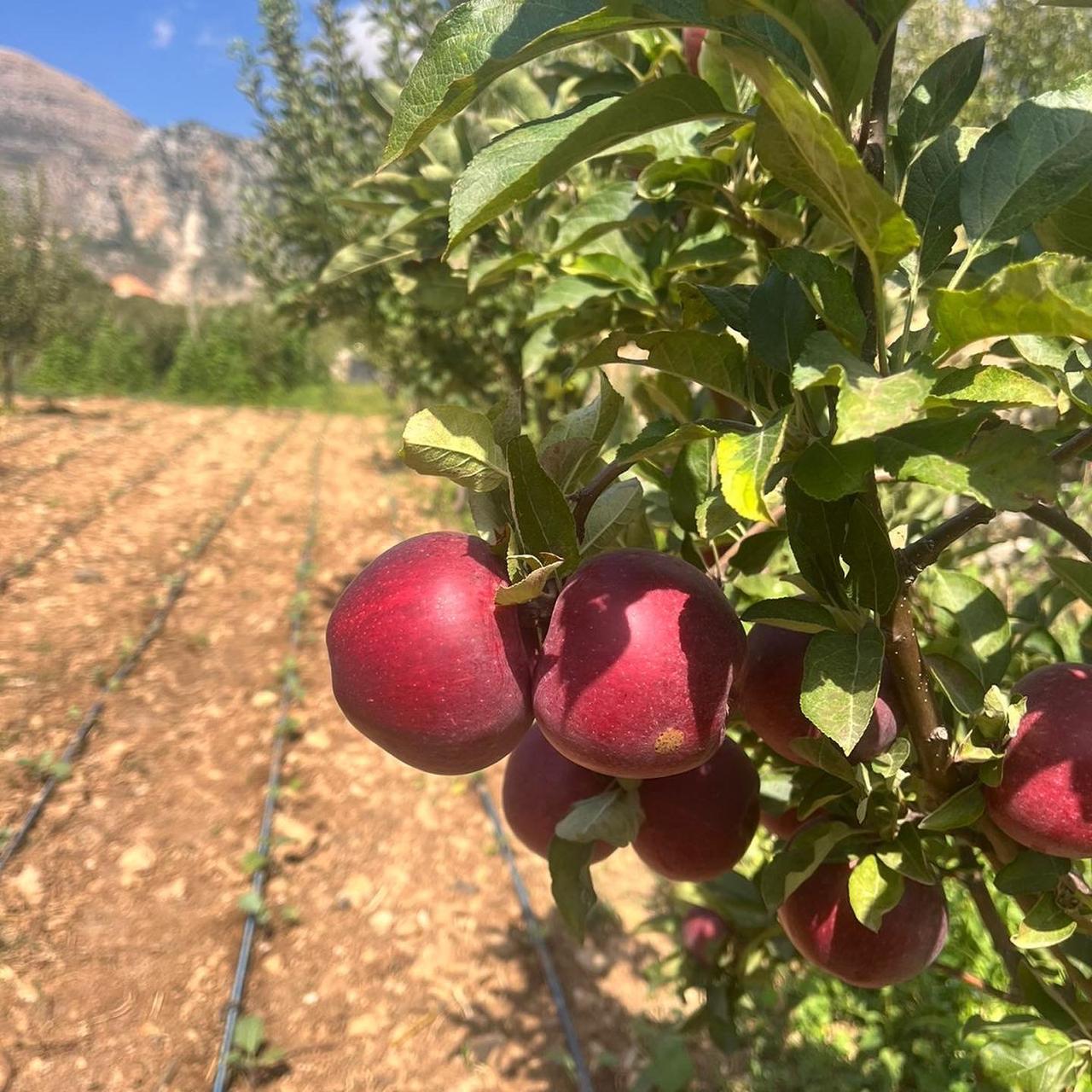 Red Apples per 1Kg