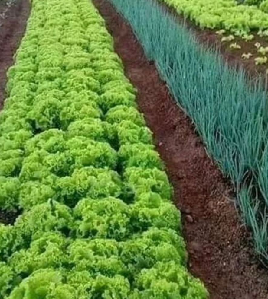 Lollo Verde per piece