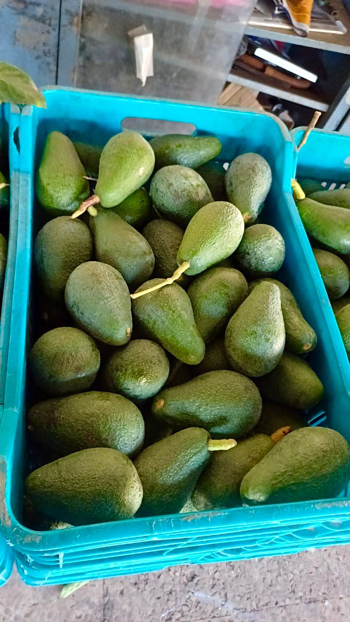 Ettinger Avocado per 1Kg