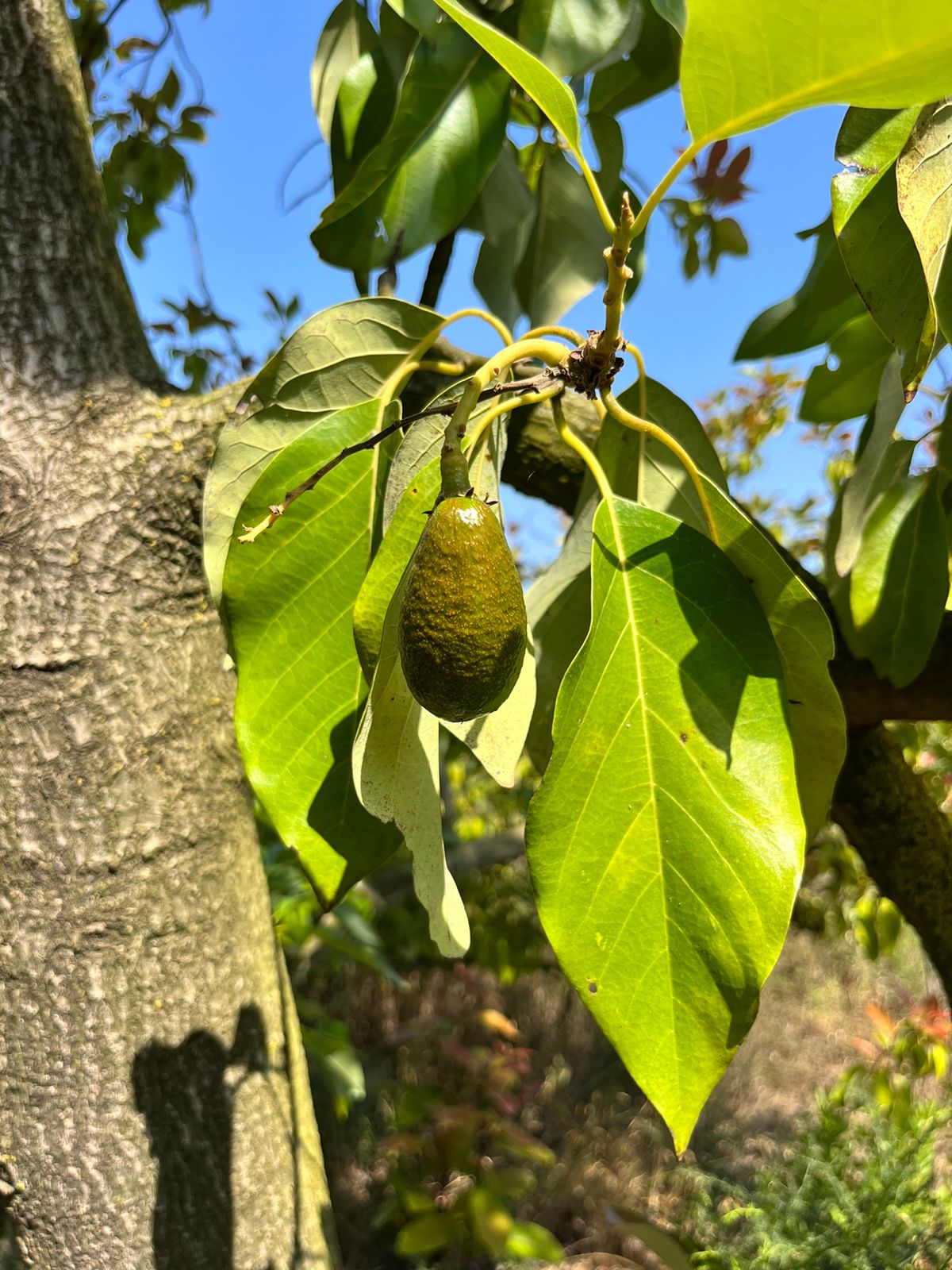Ettinger Avocado per 1Kg