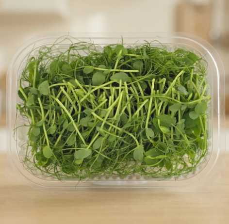 Peas Microgreens