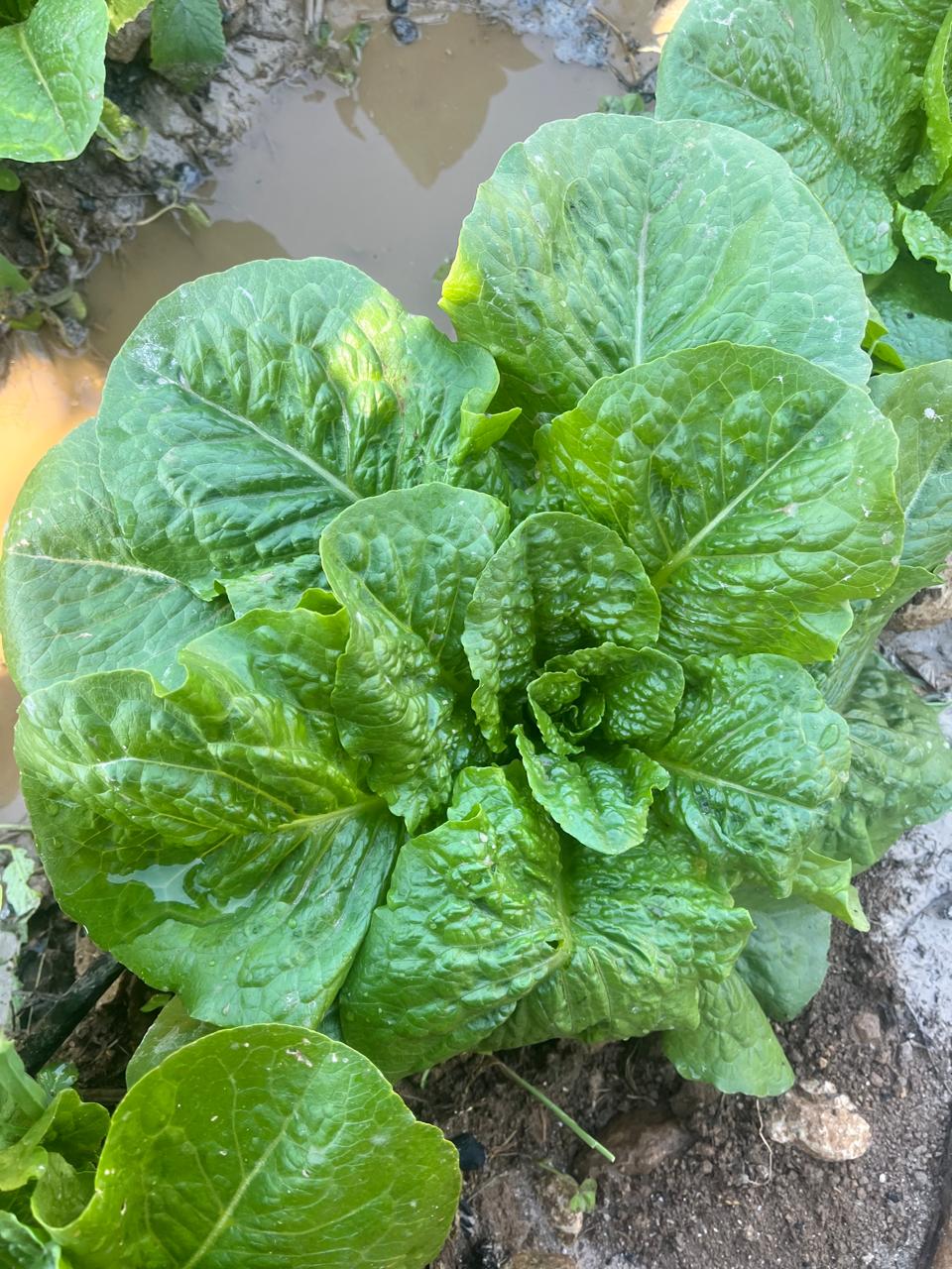 Romaine Lettuce per piece