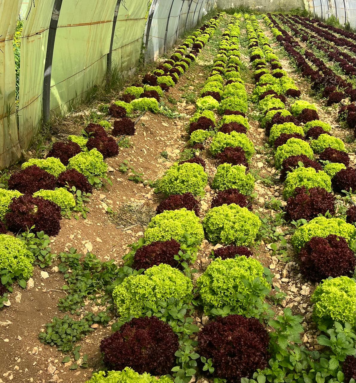 Lollo Rosso per bunch
