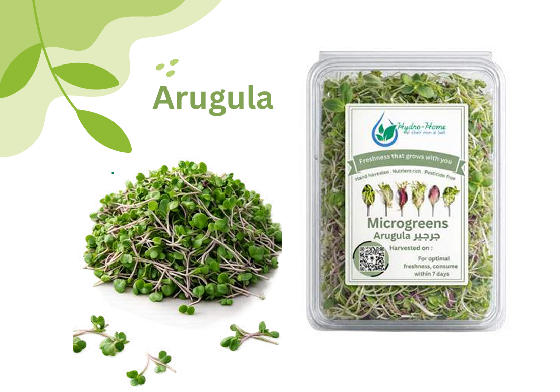 Arugula (Rocket)