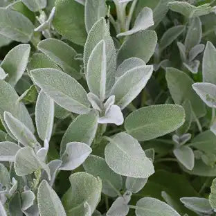 Sage