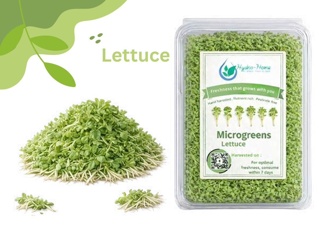 Lettuce