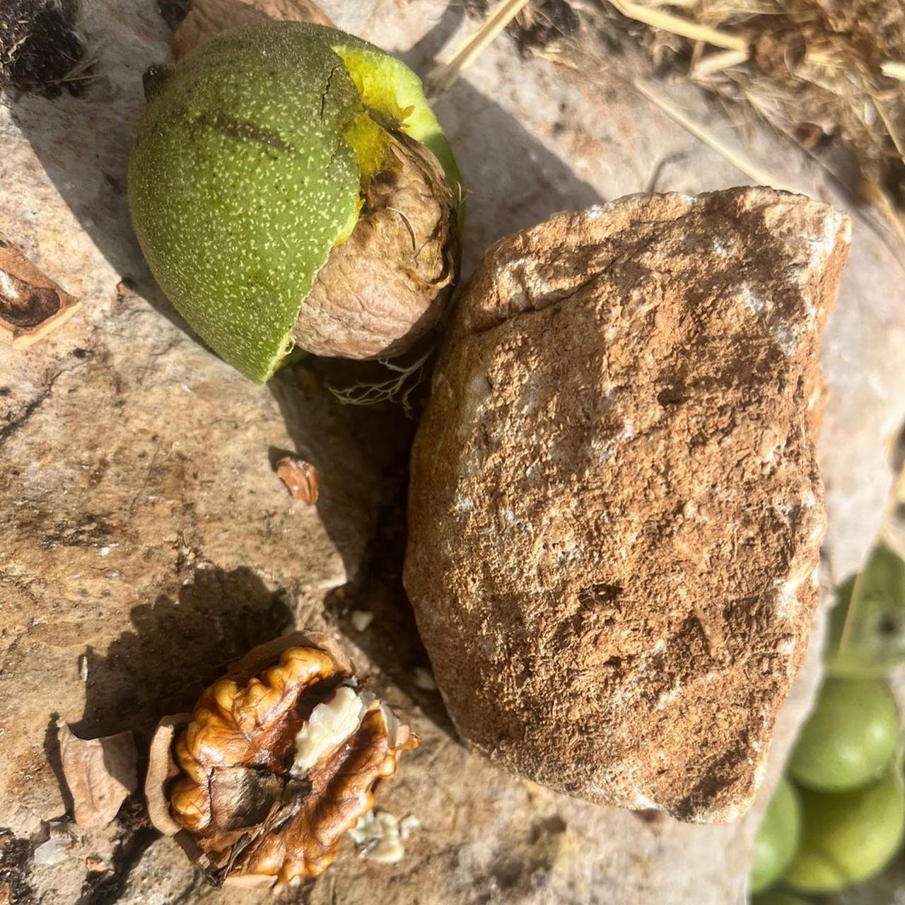 Wild Walnuts per 1Kg