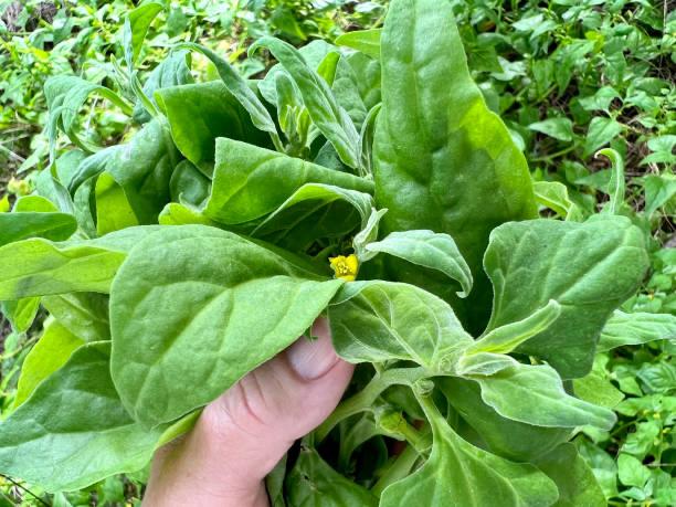 Spinach per bunch