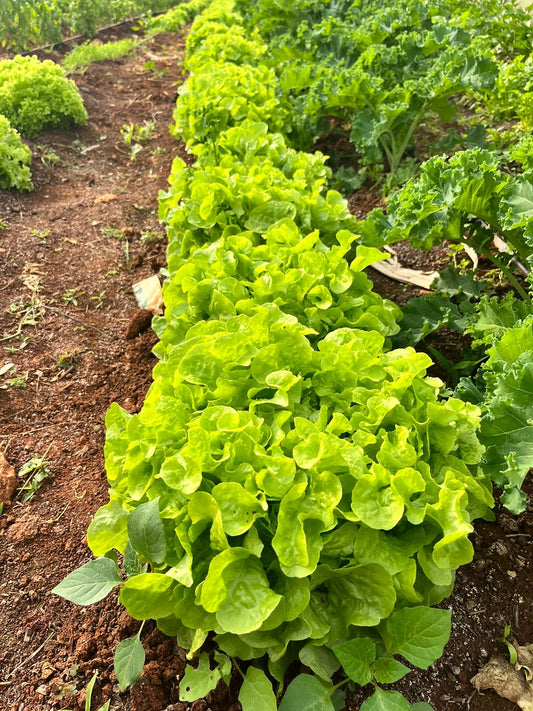Lollo verde per Bunch