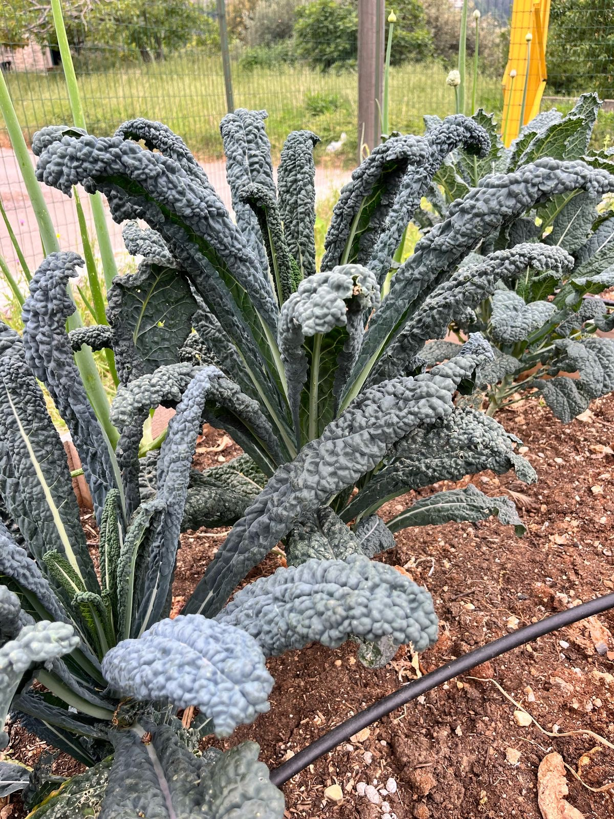 Kale per Bunch