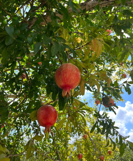 Pomegranate per 1kg
