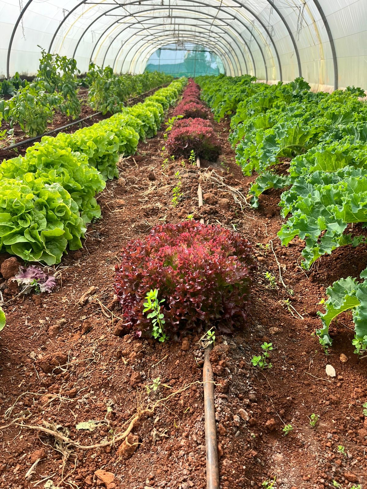 Lollo rosso per Bunch