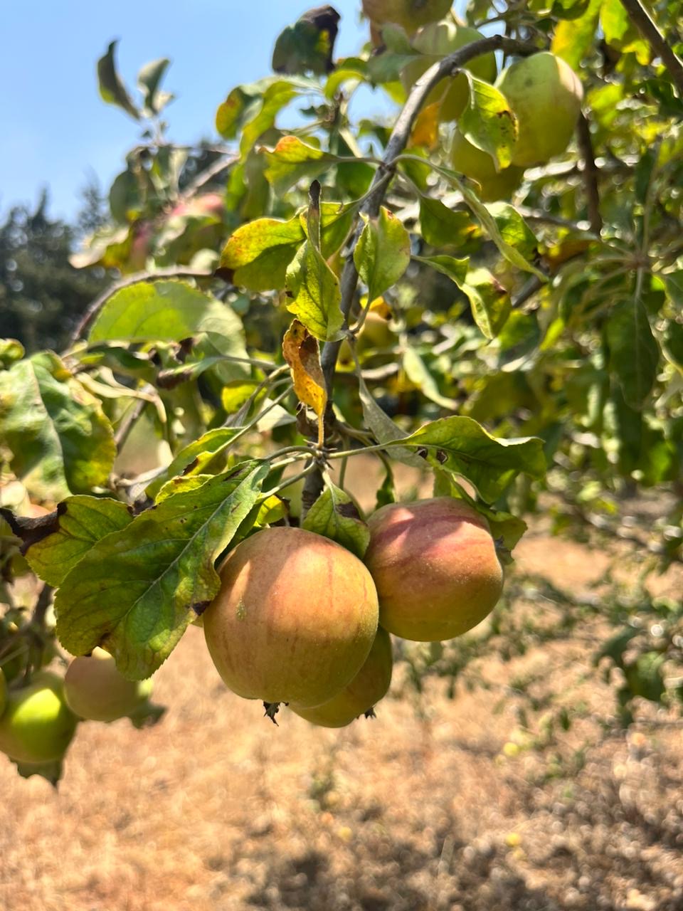 Small apples per 1kg