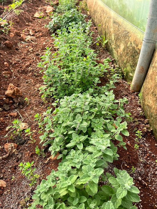 Wild Thyme/Zaatar per Bunch