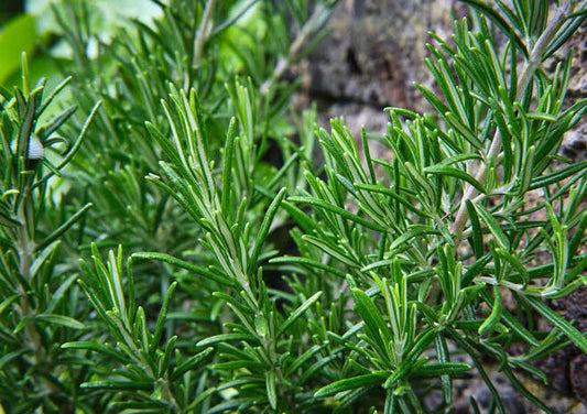 Rosemary leaves