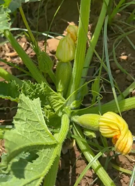 Zucchini per 1kg