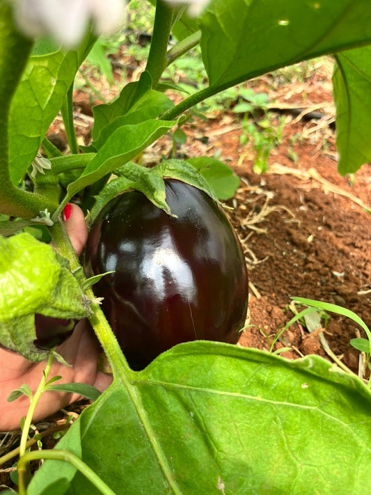 Eggplant per 1kg