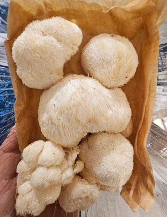 Medicinal Lion’s Mane 100g