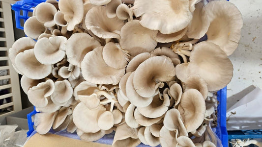 Oyster Mushrooms 250g