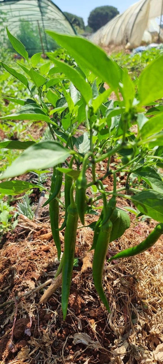 Hot pepper per 1kg