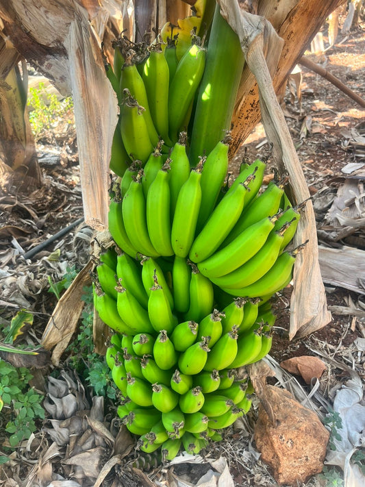 Banana per 1kg