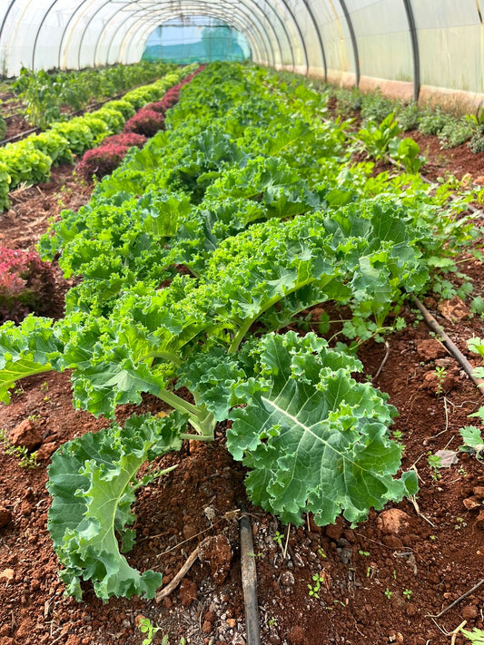 Kale per Bunch