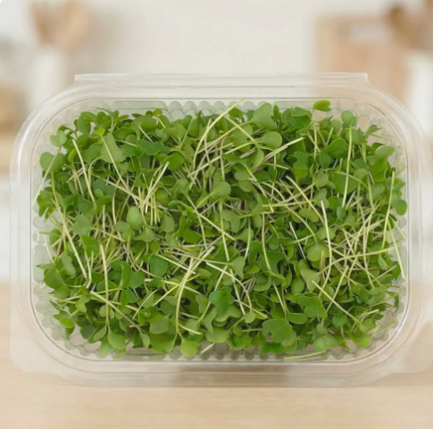 Broccoli Microgreens