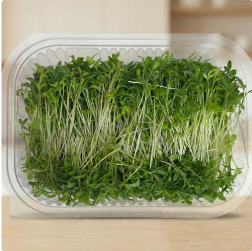 Cress Microgreens