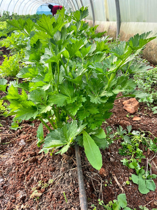 Celery per Bunch