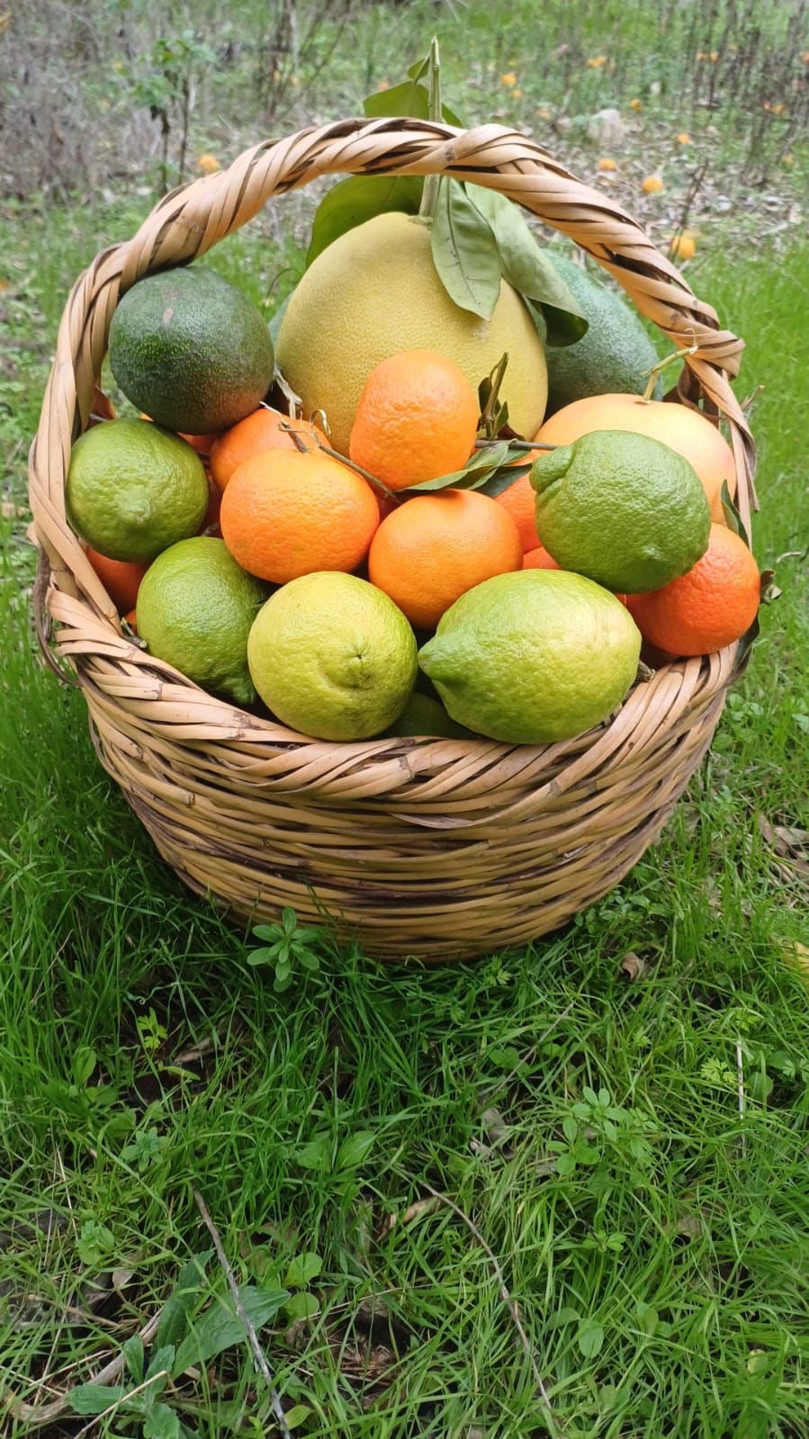 Seasonal Basket