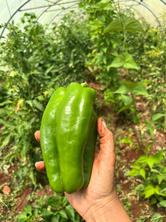 Green Pepper per 1kg