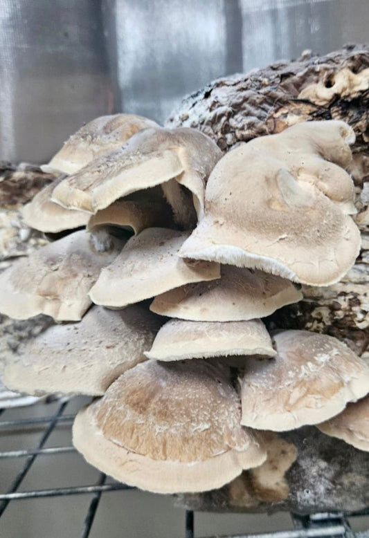 Jumbo Shitake Mushrooms 250g