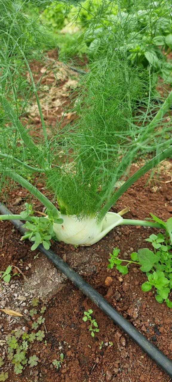 Fennel